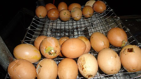 Nguy hiểm trứng độc trên đường phố - 1