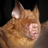 Phi thường - kỳ quặc - 12 con vật mới gây nhiều tò mò (P2)