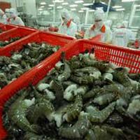 Thị trường - Tiêu dùng - Xuất khẩu tôm tăng trở lại