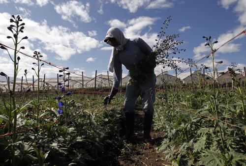 Dân trồng hoa Ecuador lo sốt vó vì Snowden - 1