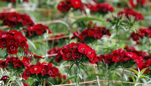 Dân trồng hoa Ecuador lo sốt vó vì Snowden - 3