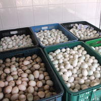 Tin tức trong ngày - Tiêu huỷ 13.000 quả trứng không rõ nguồn gốc