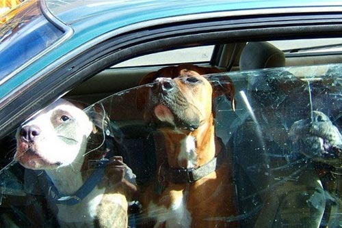 Những cách chống trộm ôtô "độc nhất" - 2