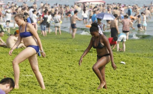 TQ: Đổ xô ra "biển tảo" trốn nóng - 3