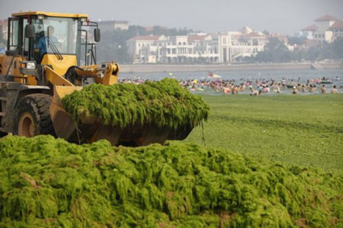 TQ: Đổ xô ra "biển tảo" trốn nóng - 2