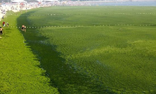 TQ: Đổ xô ra "biển tảo" trốn nóng - 1