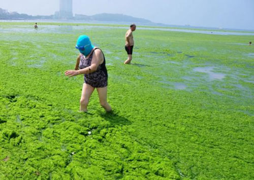 TQ: Đổ xô ra "biển tảo" trốn nóng - 5