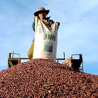 Thị trường - Tiêu dùng - Kiến nghị mua tạm trữ 300.000 tấn cà phê