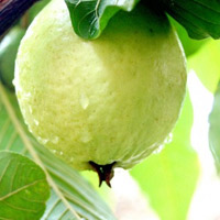 Sức khỏe đời sống - Trái cây mùa hè tốt cho các chàng