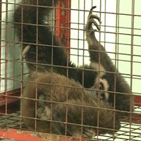 Tin tức trong ngày - Giải cứu thú quý trong trang trại "quan" tỉnh