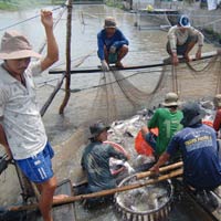 Thị trường - Tiêu dùng - Giá cá tra xuống đáy trong 3, 4 năm