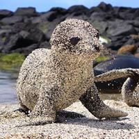 Ảnh đẹp: Sư tử biển con "bọc" cát