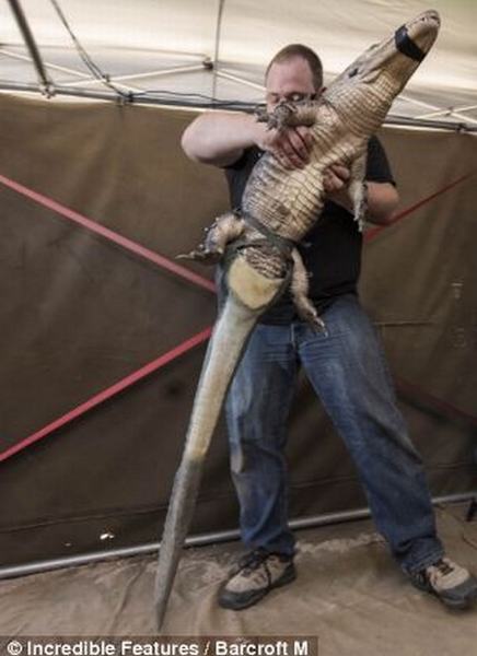 Cá sấu đầu tiên được gắn đuôi nghìn đô - 7