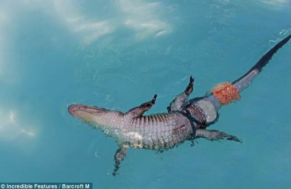 Cá sấu đầu tiên được gắn đuôi nghìn đô - 5