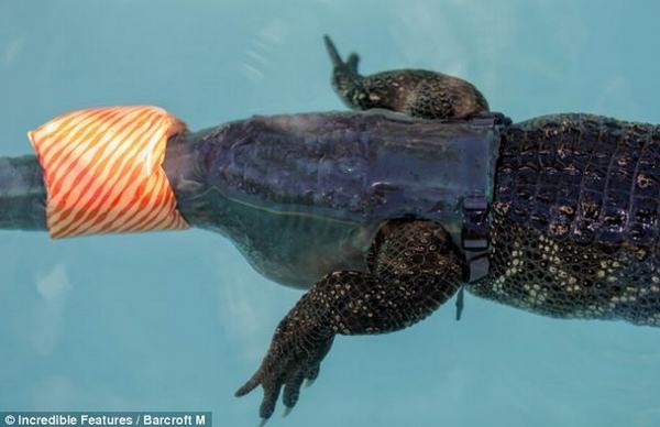 Cá sấu đầu tiên được gắn đuôi nghìn đô - 4