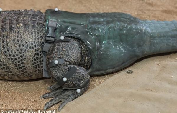 Cá sấu đầu tiên được gắn đuôi nghìn đô - 10