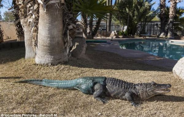 Cá sấu đầu tiên được gắn đuôi nghìn đô - 11