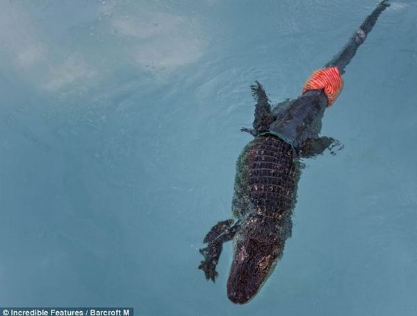 Cá sấu đầu tiên được gắn đuôi nghìn đô - 6