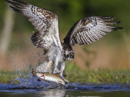 Ảnh đẹp: Sư tử biển con "bọc" cát - 1