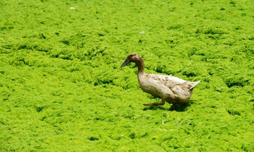 Ảnh đẹp: Sư tử biển con "bọc" cát - 11