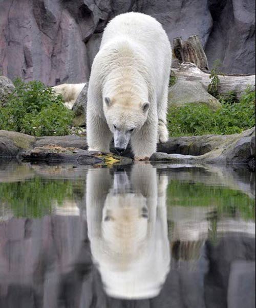 Ảnh đẹp: Sư tử biển con "bọc" cát - 12