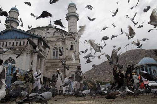 Ảnh đẹp: Sư tử biển con "bọc" cát - 9