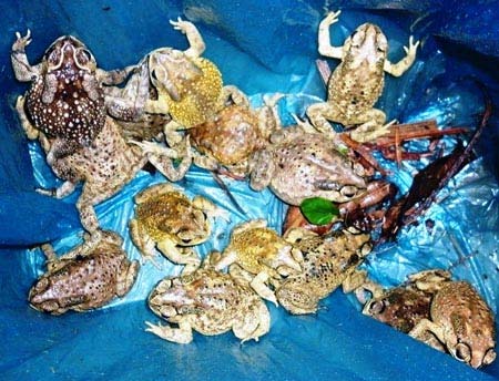 Lùng khắp ngõ xóm bắt “cậu ông trời” đem bán - 1