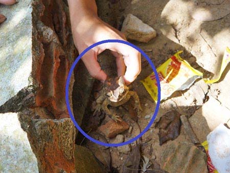 Lùng khắp ngõ xóm bắt “cậu ông trời” đem bán - 2