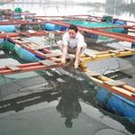 Thị trường - Tiêu dùng - Làng chài hồi sinh nhờ nuôi cá lồng bè