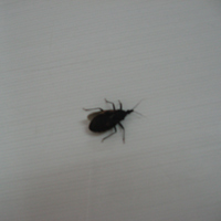 Tin tức trong ngày - Cấp cứu vì bị bọ xít hút máu người cắn?