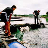 Thị trường - Tiêu dùng - “Lơ” cho cá tầm nhập lậu