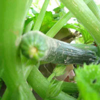 Sức khỏe đời sống - Bí ngồi chống lão hóa cực hiệu quả