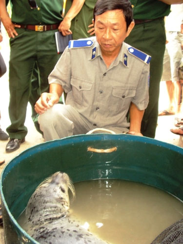 Ngư dân Đà Nẵng bắt được hải cẩu 30kg - 2