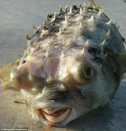 Con người sẽ có mỏ? - 1