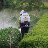 Sức khỏe đời sống - 7 mẫu rau ngót “bẩn”: Giám sát ngay quy trình sản xuất