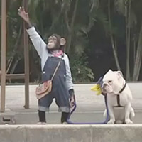 Cười 24h - Cặp đôi hoàn cảnh: Khỉ và Chó đi xe bus