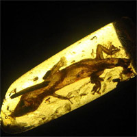 Tin tức trong ngày - Mexico: Phát hiện thằn lằn 23 triệu năm tuổi