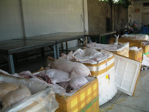 Bắt giữ xe khách chở gần 600kg heo sữa bệnh - 1