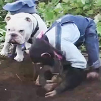 Cười 24h - Cặp đôi hoàn cảnh: Đi đào khoai lang