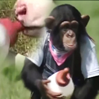 Cười 24h - Cặp đôi hoàn cảnh: Khỉ cho bò bú nước