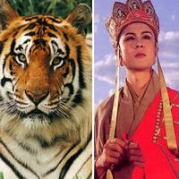  - Chật vật "chiêu hàng" hổ đóng Tây Du Ký
