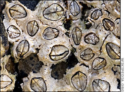 Bí ẩn xác chết trên biển (Kỳ 1) - 2