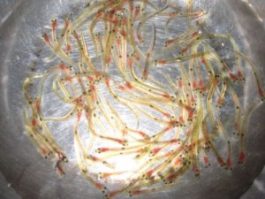 “Huyền thoại” thực phẩm lạ xứ Phù tang - 13