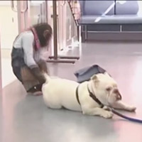 Cười 24h - Cặp đôi hoàn cảnh: Khỉ chụp X Quang, chó tiêm