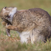 Ảnh đẹp: Thỏ nâu chải lông tai