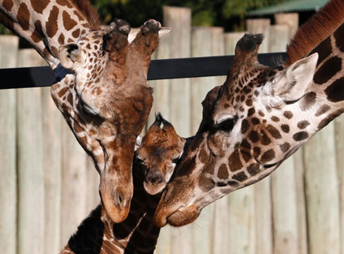 Ảnh đẹp: Thỏ nâu chải lông tai - 3