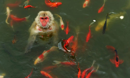 Ảnh đẹp: Thỏ nâu chải lông tai - 5