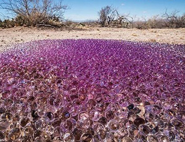 Trong khi đó, ở giữa một sa mạc gần thành phố Tuscon thuộc bang Arizona, Mỹ bỗng nhiên có hàng ngàn quả cầu tím bí ẩn.