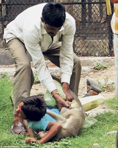 Ấn Độ: Khỉ vườn thú "nổi điên" cắn khách nhí - 1