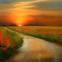 Du lịch - Đẹp hút hồn những cánh đồng hoa